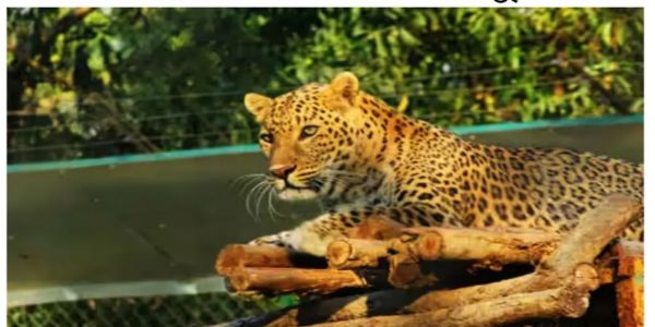 झाड़ग्राम चिड़ियाघर में जानवरों को गर्मी से राहत देने के लिए विशेष इंतजाम