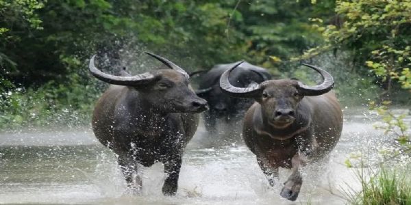 काजीरंगा से आज मप्र आएंगे चार जंगली भैंसे, मुख्यमंत्री सूपखार में करेंगे पुनर्स्थापन का शुभारंभ