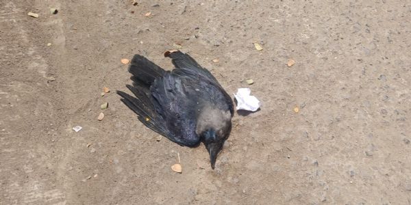 सीमेंट- कंक्रीट की गर्मी व लू से ठाणे पूर्व में कौए मृत मिले- डॉ प्रशांत