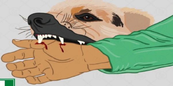 स्वान के हमले से जख्मी डेढ़ माह के सांवरा ने हारी जिंदगी से जंग