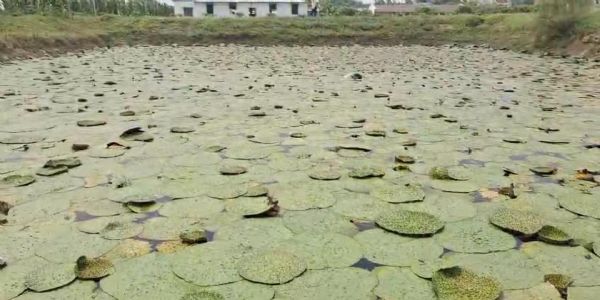 राष्ट्रीय और अंतरराष्ट्रीय स्तर पर एक ब्रांड के रूप में उभरा मखाना