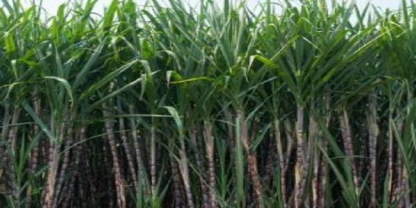 ड्रिप इरीगेशन से गन्ना उत्पादन में 25 प्रतिशत तक बढ़ोतरी, किसानों की बढ़ी आय