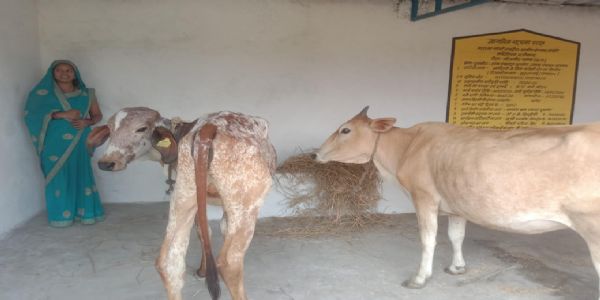 पशुपालन से बदली सुकृता की जिंदगी, मनरेगा से मिला नया सहारा