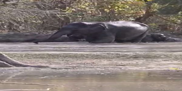 गर्मी में वन्यजीवों को राहत: पथरी वन क्षेत्र में तैयार किए गए नए वाटर हॉल