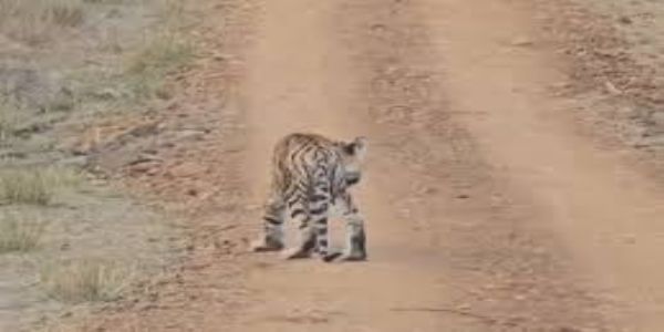 कान्हा टाइगर रिजर्व में 9 दिन में 4 बाघों की मौत, तीन शावकों के बाद बाघिन टी-141 ने भी तोड़ा दम