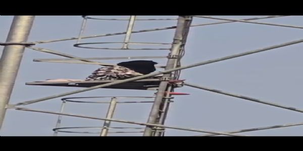 इंस्टाग्राम के प्रेमी से भरा दिल, पिया घर जाने की जिद में मोबाइल टॉवर पर चढ़ी युवती