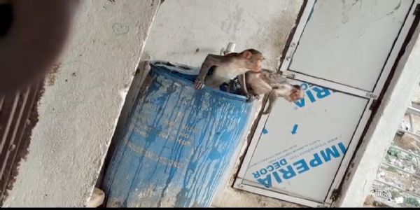 भीषण गर्मी में इंसान ही नहीं, बेजुबान भी बेहाल: पानी की टंकी में राहत खोजते दिखे बंदर