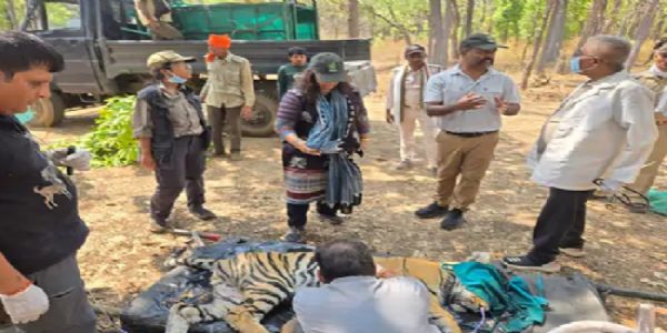 कान्हा में बाघिन की मौत के बाद जांच करते अधिकारी (फाइल)