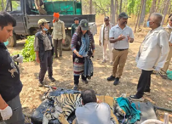 कान्हा में बाघिन की मौत के बाद जांच करते अधिकारी (फाइल)