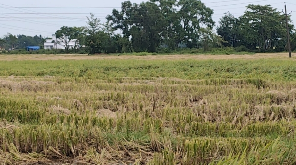 गरमा धान