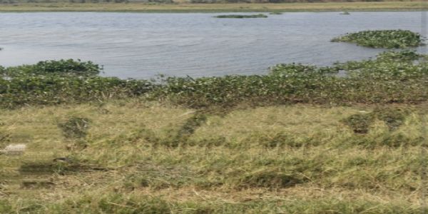 देवरिया में आंधी बारिश से बचने के लिए तालाब में कूदा भेड़ का झुंड, 75 की डूबने से हुई मौत