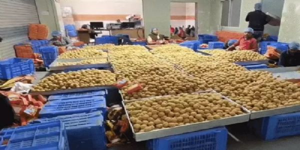 मप्र के उज्जैन में अब हाईटेक मशीन से बनेगा महाकाल मंदिर का प्रसिद्ध लड्डू, 40 करोड़ का टेंडर जारी