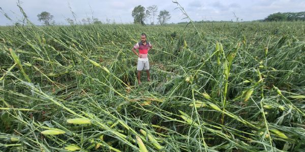 आंधी, बारिश से तबाही, विद्युत आपूर्ति देर रात तक ठप