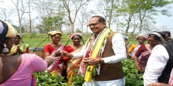 केंद्रीय मंत्री शिवराज सिंह चौहान असम के चाय बागान में चाय की पत्तियां तोड़ते हुए।