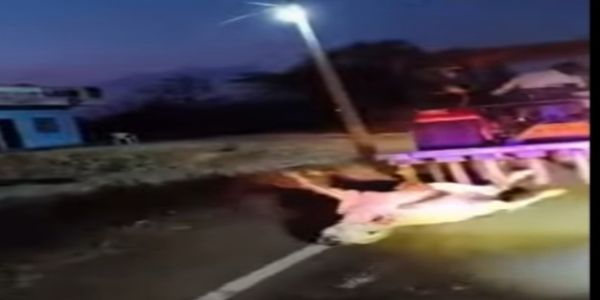 झाबुआ: क्रूरता की शिकार हुई गाय की मौत, करीब दो किलोमीटर तक ट्रेक्टर से घसीटता रहा आरोपी