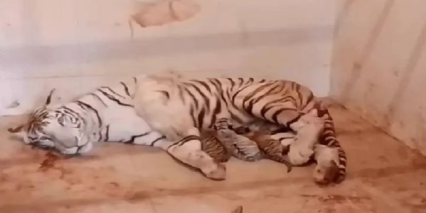 सफेद बाघिन मीरा ने दिए 3 शावकों को जन्म