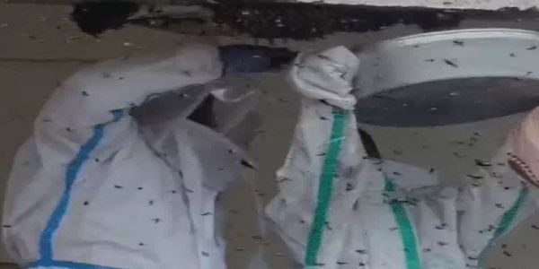 पीपीई किट पहन प्रिंसिपल ने पांच घंटे की मशक्कत में हटाए मधुमक्खियों के छत्ते