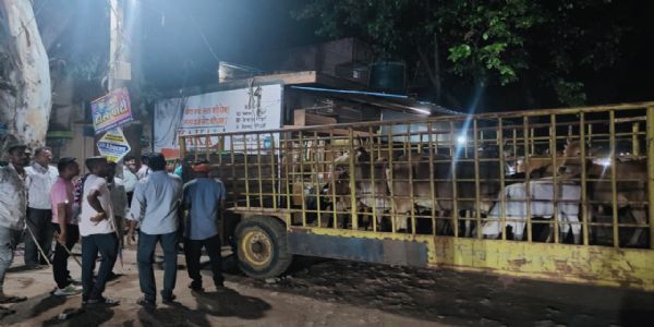 नगर निगम ने अभियान चलाकर पकड़े 45 बेसहारा मवेशी