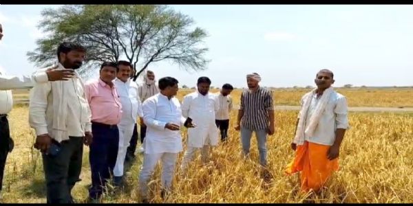 औरैया : ओलावृष्टि से क्योंटरा ग्राम के किसान तबाह हुए, सैकड़ों बीघा गेहूं की फसल बर्बाद