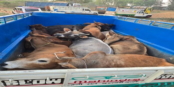 तस्करी के लिए भेजे जा रहे 18 गोवंशीय पशु बरामद