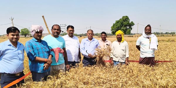 गेहूँ फसल कटनी प्रयोग में औसत उपज 48 क्विंटल प्रति हेक्टेयर