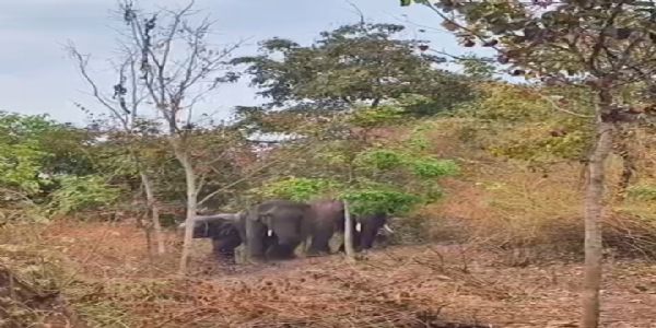अनूपपुर: तीन हाथियों को जिले में 100 दिन हुए पूरे, राजेंद्रग्राम के तुलरा के जंगल में जमाया डेरा