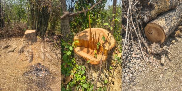 अनूपपुर: रेशम प्लांटेशन के प्रभारी पर महिलाओं ने पेड़ों को काटने, महुआ छीनने और धमकी देने का आरोप