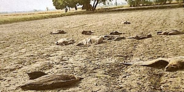 खेत में मृत अवस्था व बेहोशी की हालत में पड़े गिद्ध