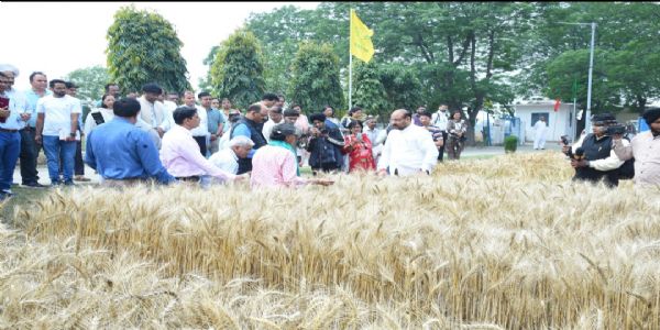 आईसी ए आर के महानिदेशक डॉ एम एल जाट गेहूं की फसल, उनकी किस्मों की समीक्षा करते हुए