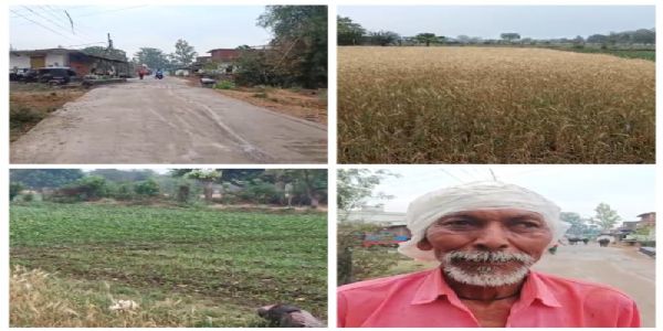 बेमौसम बारिश से उमरिया में किसानों की बढ़ी चिंता, खेत और खलिहान में फसल को नुकसान