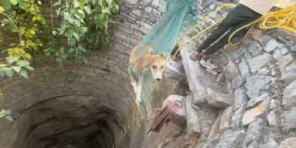 साठ फीट गहरे कुएं से स्ट्रीट डॉग का 18 घंटे बाद सफल रेस्क्यू, पेश की मानवता की मिसाल