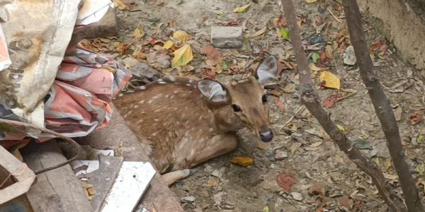 जंगल से भटकी हिरण पहुंची शहर, लोगों ने सुरक्षित रखा