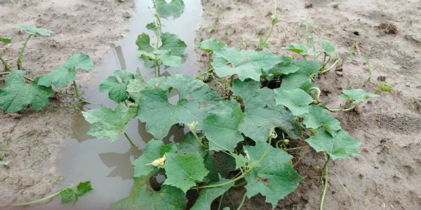 गोघाट में असमय बारिश से किसान भारी संकट में