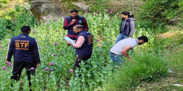 मंडी में अवैध अफीम की खेती पर बड़ी कार्रवाई, एक लाख से अधिक पौधे नष्ट