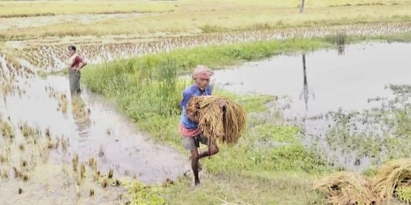 उत्तर 24 परगना जिले के कई क्षेत्रों में बारिश के कारण फसलों को भारी नुकसान