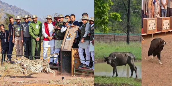 वन्य जीवों को जंगल में छोड़ते हुए मुख्यमंत्री डॉ. मोहन यादव (फाइल फोटो)