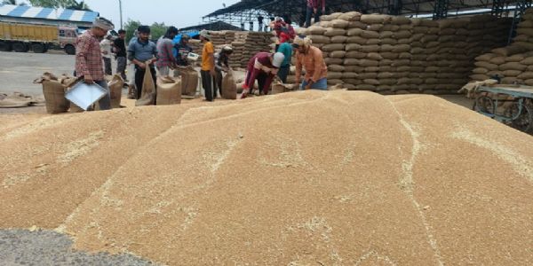 मध्य प्रदेश की मंडियों में गेहूं उपार्जन की तस्वीर