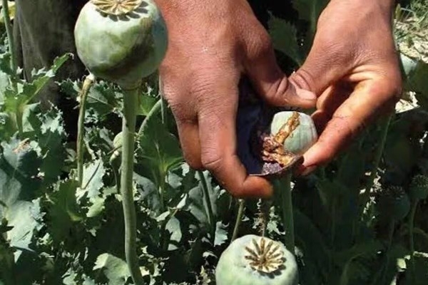 एमडी और अफीम तस्करी मामले में एक और आरोपी गिरफ्तार