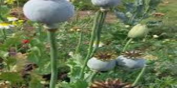 डिवाइडर से टकरा कर कार का टायर फटा, तस्कर उतर कर भागा