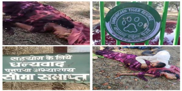 बांधवगढ़ में फिर बाघ का हमला, तेंदूपत्ता तोड़ने गई महिला की मौत, 15 दिन में दूसरी मौत
