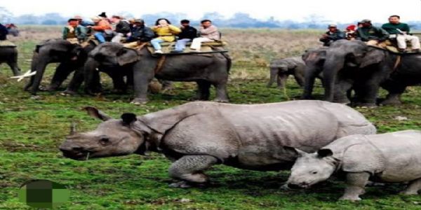 Kaziranga National Park. काजीरंगा