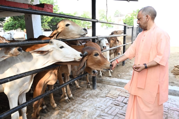 गायों को गुड़ खिलाते मुख्यमंत्री योगी गायों को गुड़ खिलाते मुख्यमंत्री योगी