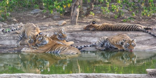 सरिस्का में बढ़ी बाघों की सक्रियता, शावकों के साथ घूम रहीं बाघिनें; वन विभाग ने जारी की चेतावनी