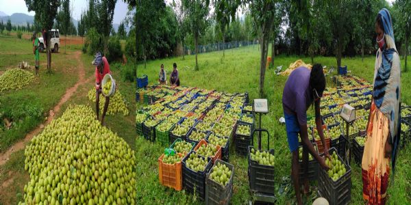 छत्तीसगढ़ के जशपुर की नाशपाती से बढ़ रही किसानों की आमदनी, 3,500 से अधिक कृषक जुड़े फल उत्पादन से