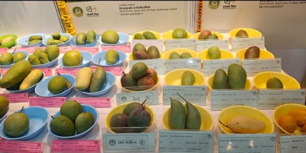 वाइब्रेंट गुजरात प्रदर्शनी में ‘मैंगो फेस्टिवल’ का जलवा, देश-विदेश की किस्में बनी आकर्षण का केंद्र