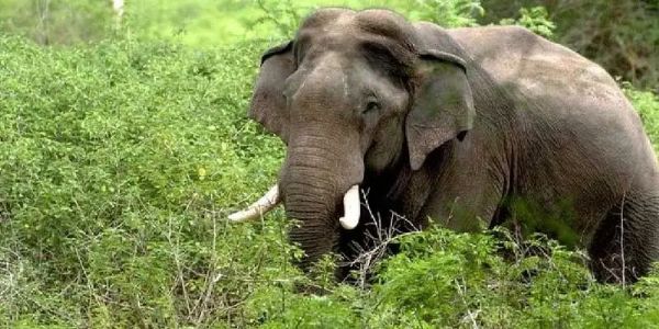 हाथी के हमले में व्यक्ति की मौत, नगांव में बढ़ता मानव-हाथी संघर्ष