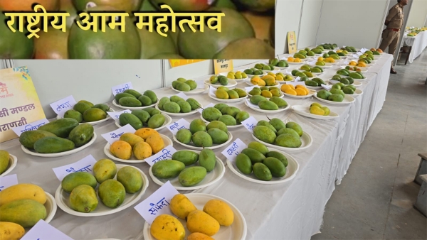 राष्ट्रीय आम महोत्सव फाइल फाेटाे राष्ट्रीय आम महोत्सव फाइल फाेटाे