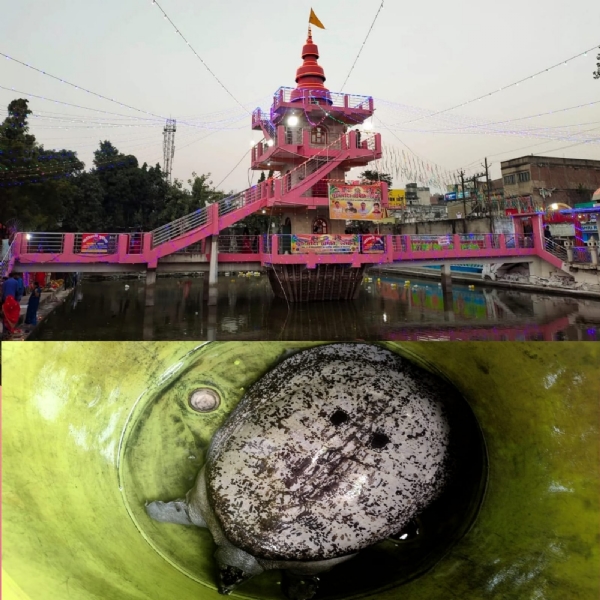 सूर्य मंदिर में मिला विशाल कछुआ सूर्य मंदिर में मिला विशाल कछुआ