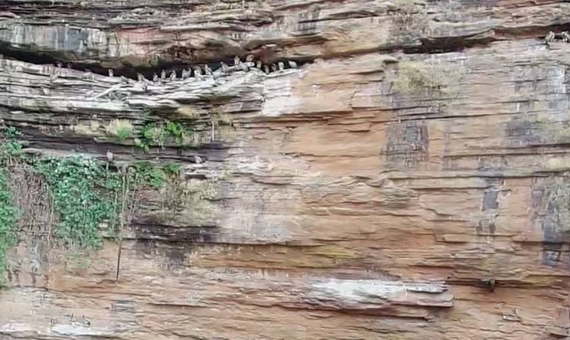जनसम्पर्क विभाग द्वारा उपलब्ध कराई गई गिद्ध गणना की तस्वीर जनसम्पर्क विभाग द्वारा उपलब्ध कराई गई गिद्ध गणना की तस्वीर
