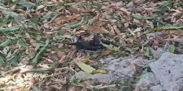 मोती उद्यान में मृत मिला चमगादड़ मोती उद्यान में मृत मिला चमगादड़
